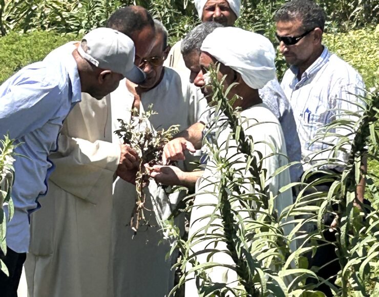 Step 1 ...Field visit to Beni Suef 3 August 2025